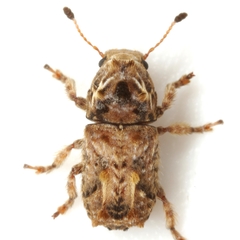 Toxonotus penicellatus