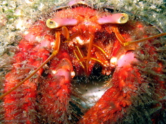 Dardanus crassimanus