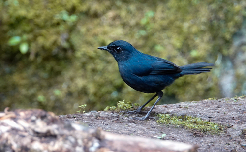 Bornean Shortwing (Brachypteryx erythrogyna), photo 3