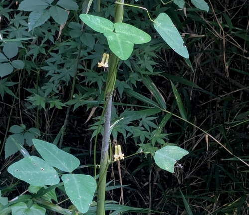 bijindo bean (Dumasia truncata)