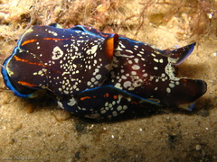 Philinopsis speciosa