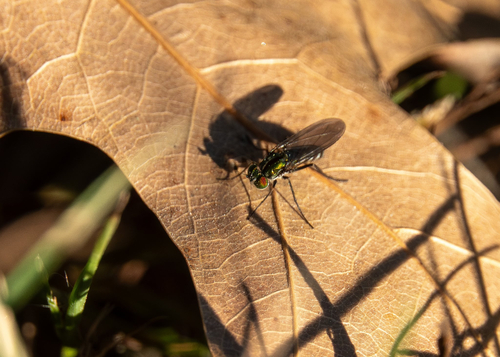 Unknown species found near North Ridgeville, OH, US
