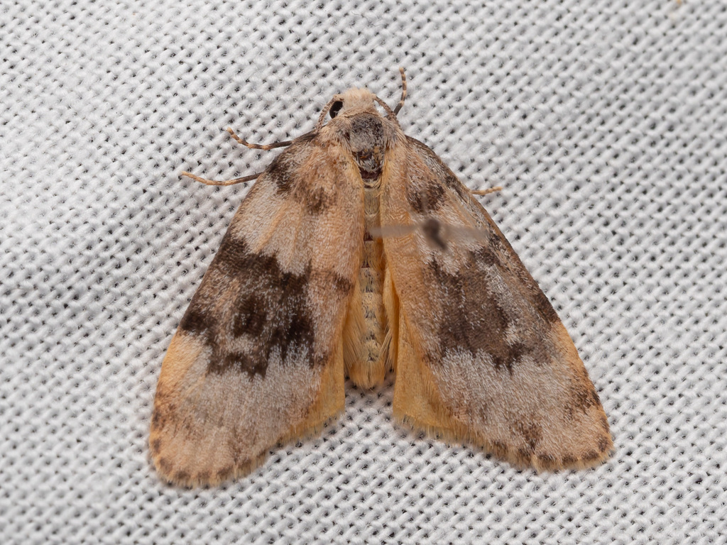 Halone epiopsis