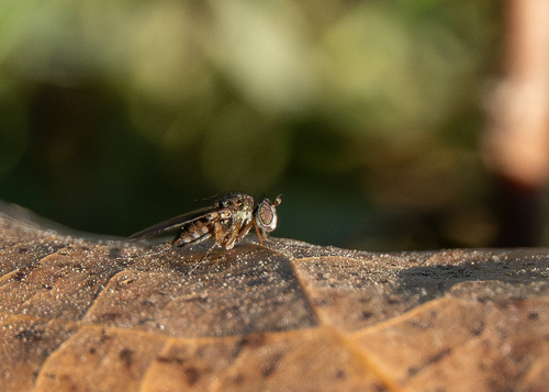 Unknown species found near North Ridgeville, OH, US