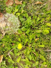 Taraxacum officinale