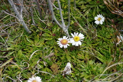 Brachyscome tenuiscapa