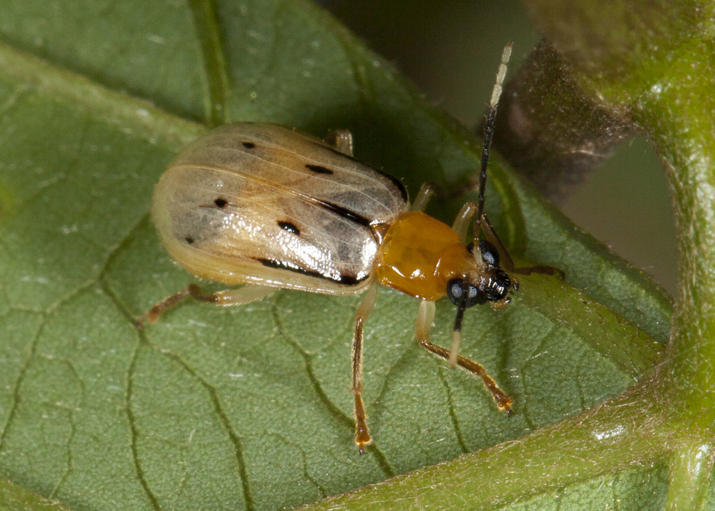 Diabrotica curvilineata
