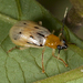 Diabrotica curvilineata - Photo (c) Karl Kroeker, alguns direitos reservados (CC BY-NC), uploaded by Karl Kroeker