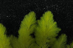 Bryopsis vestita