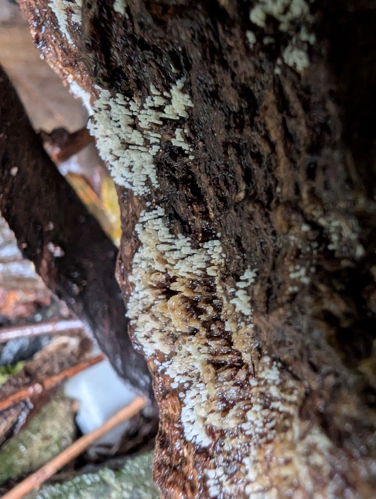 Henningsomyces candidus · October 2025 · photo: © atsushi_nakajima_cirque (iNaturalist, cc-by)