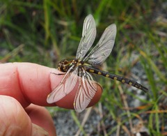 Procordulia grayi