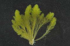 Bryopsis vestita