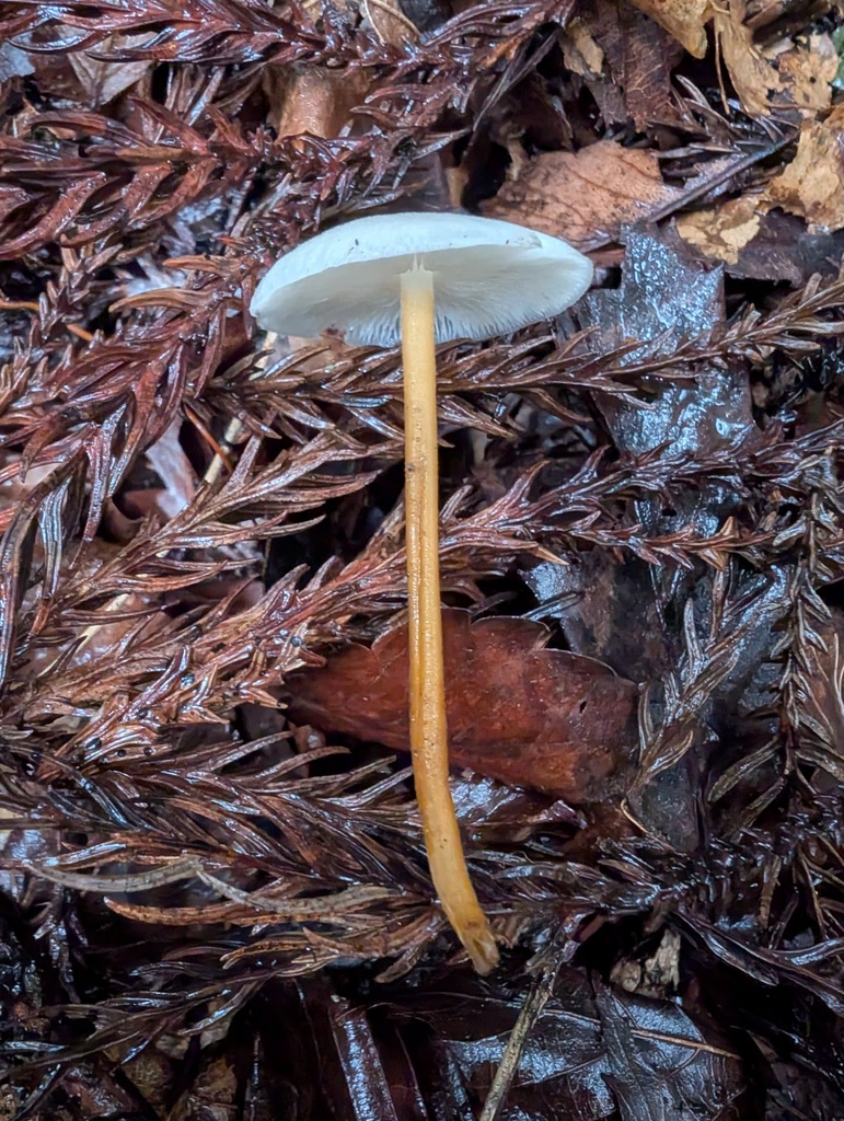 Strobilurus ohshimae · October 2025 · photo: © atsushi_nakajima_cirque (iNaturalist, cc-by)