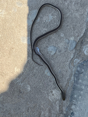 Dromicodryas bernieri