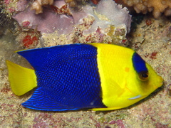 Centropyge bicolor