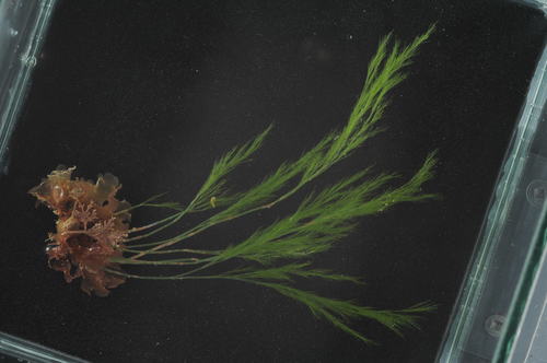 Lychaete feredayi observed 2019-09-29
