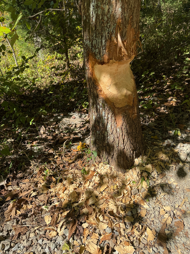 American Beaver photographed in Kentucky