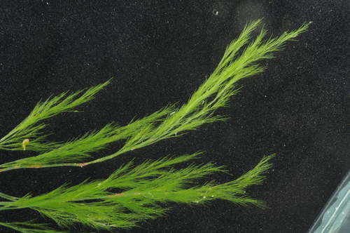 Representative image of Lychaete