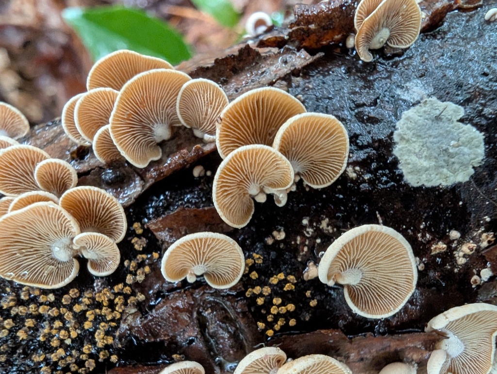 Panellus stipticus · October 2025 · photo: © atsushi_nakajima_cirque (iNaturalist, cc-by)