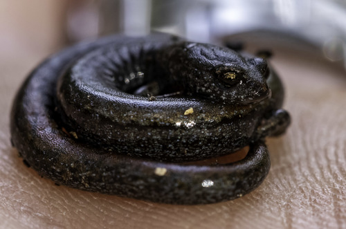 Black-bellied Slender Salamander, Batrachoseps nigriventris
