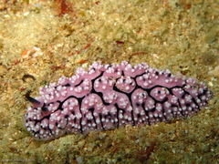 Phyllidiopsis