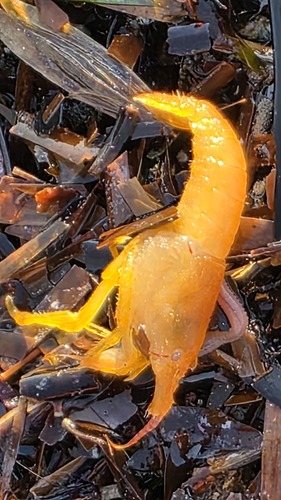 Alpheus villosus observed 2025-10-17