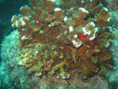 Pocillopora capitata