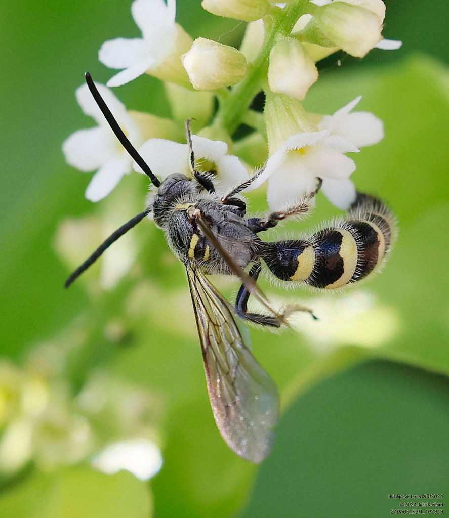 Toltec Scoliid Wasp