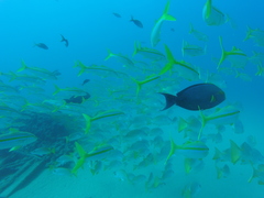 Mulloidichthys dentatus