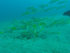 Mulloidichthys dentatus