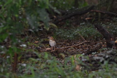 Geokichla guttata