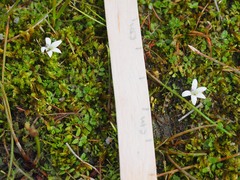 Lobelia perpusilla