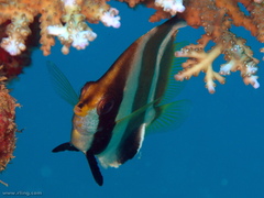 Heniochus chrysostomus