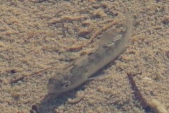 Cyprinodon salinus salinus