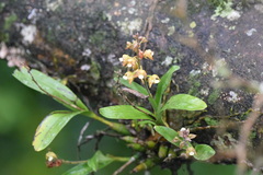 Polystachya sandersonii