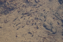 Cyprinodon salinus salinus