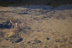 Cyprinodon salinus salinus