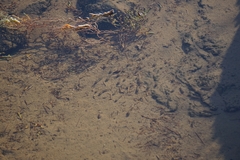 Cyprinodon salinus salinus