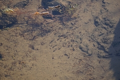 Cyprinodon salinus salinus