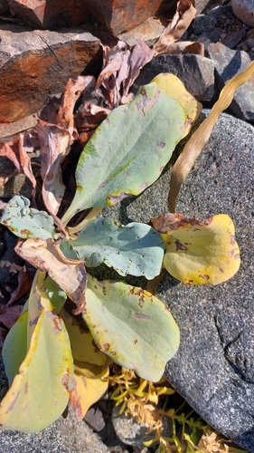 Beach Bluebells (Mertensia simplicissima)