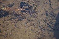 Cyprinodon salinus salinus