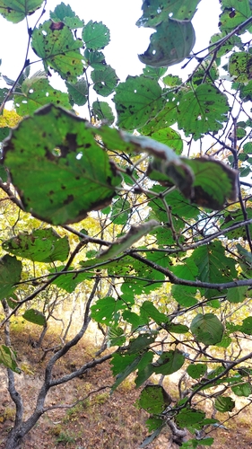 Manchurian Alder (Alnus hirsuta)