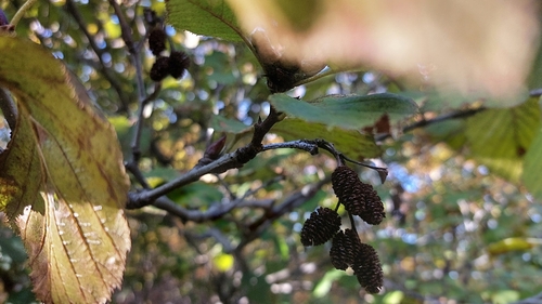Alnus maximowiczii, photograph 4