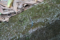 Emoia caeruleocauda