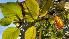 (c) Lena Perova, some rights reserved (CC BY) Alnus maximowiczii, photograph (c) Lena Perova, some rights reserved (CC BY)