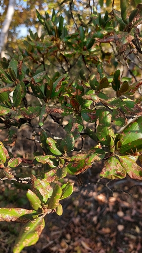 Sikhotinsky's rhododendron (Rhododendron sichotense)