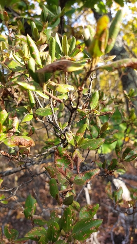 Rhododendron sichotense, photograph 3