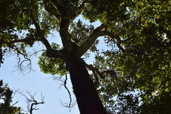 Cussonia sphaerocephala