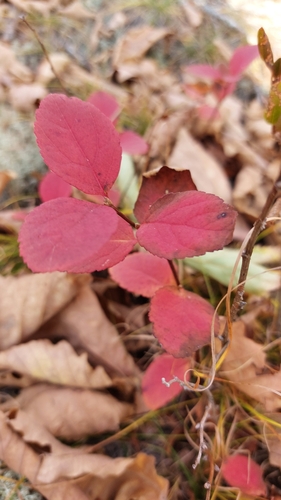 Spiraea betulifolia