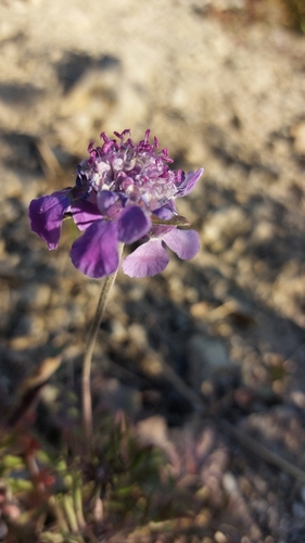 Wooly-leaf scabious (Scabiosa lachnophylla)